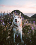 the malamute huskies! :)