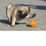Pug’s awsome group
