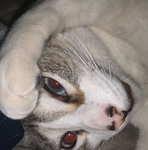CatDogGames