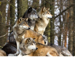 Wolf Pack Full Of Stars :3