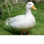 Ducks gangs