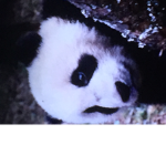 Pandas are amazing :D