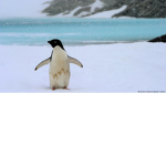 Penguins of nature