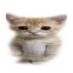 El gato club