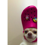 CHICKENHEADS