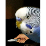 BirbBandit