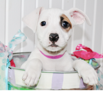 ~Forever Pawsome Puppies Studios~