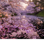 THE Sakura friends