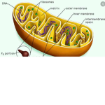 <_::::::::::::::_>