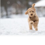 [Dog group]