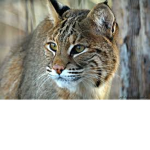 BOBCAT RULE