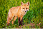 THE RED FOXES OF ROBLOX