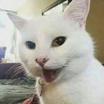 LEO THE CA T