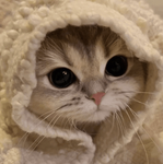 Kittyyx