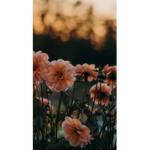 Flower squad/flowers