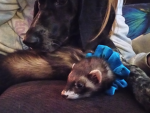Care for pets!