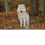 ~*Luna Wolves*~