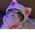 fxogs clothes