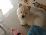 H3ARTS4PUPPIES