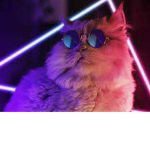 Bestcatsever