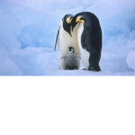 #penguin2013