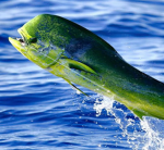 Mahi-Mahi Studios