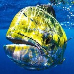 Nevermoor's Murder Mystery