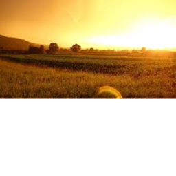 farm game (criando)