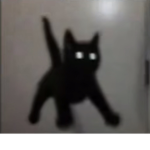 Jellyforjelly