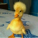 QWACKY SQAUD