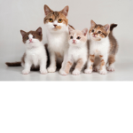 Love cat’s