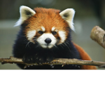 Saving endangered animals