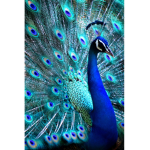 +-.Peacock.-+