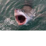 Shark's team123