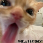 rosela's basement