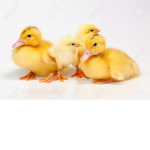 Ducks and Chickens! :D