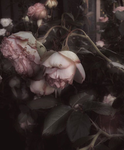 ⊱ Dead Roses ⊰