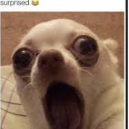 Meme race gameo