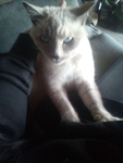 The cat peoples:)