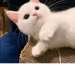 로오벅스