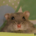 My hamster Natchos