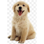 Golden retriever clothing!