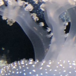 ✧