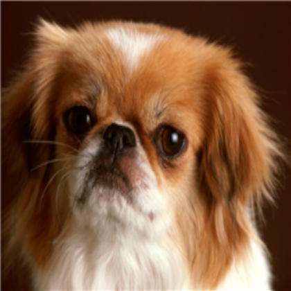 Dog Roblox decal