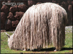 The furry Llamas