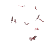 iibvtterfliesiii