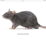 THE CHILL RAT CLUB