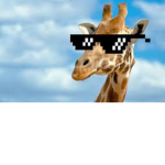 The Official Giraffes
