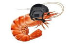 The Shrimp Mlitary