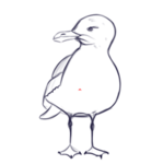 Seagull Sanctuary